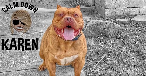 XXL AMERICAN BULLY TRAINED BY LITTLE GIRL