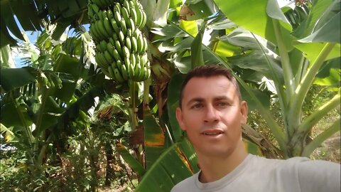 Minha pequena plantação de bananeiras #Nordeste