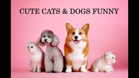 CATS DOGS Funny and cute videos of amazing pets Cats dogs video compilation