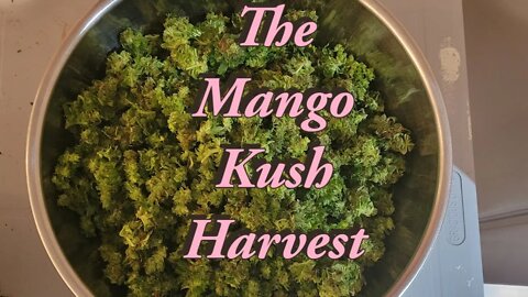 The Mango Kush Harvest #MarsHydro #TSW2000 #RootedLeaf