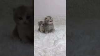 FUNNY CUTE KITTEN - Tiktok Compiled #Shorts