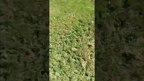 Trying to Catch a Butterfly - Watch Till End