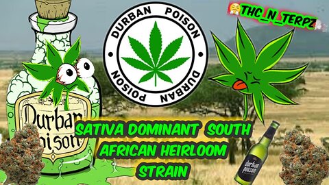 Durban Poison Breakdown - Understanding South African Sativa Landrace Genetics