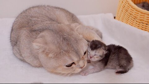 The kitten who completely mistook it for its mother cat and got spoiled was so cute.