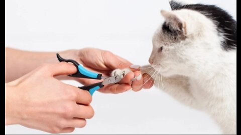 How to Trim Your Cat’s Nails at Home