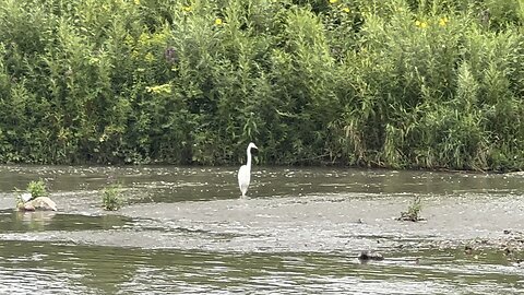 Great White Egret