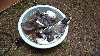 Muscovy ducks sharing bath tub