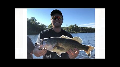 Largemouth Bass HONEY HOLE!