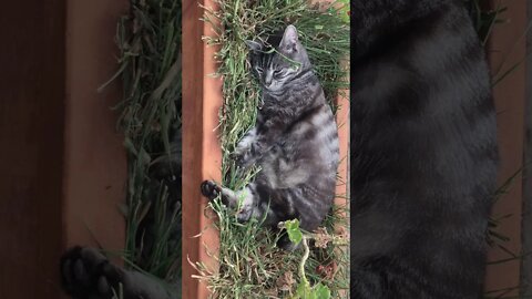 Cute cat sleeping in a pot plant in the sun