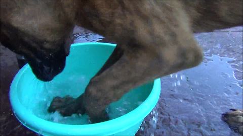 Puppy wants to play with my foot bath