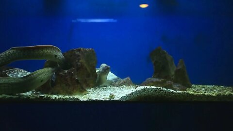 Group of moray eels swimming in aquarium54