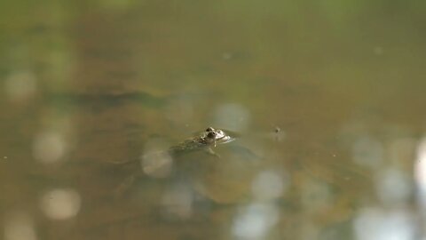 Yellow bellied toad blinking in a pond Verdun forest, Lorraine, France