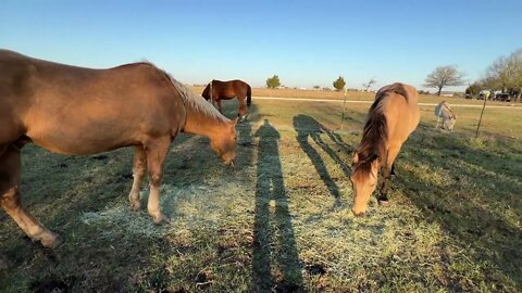 Morning Horse Feeding - Caught a Crow Harassing A Large Owl