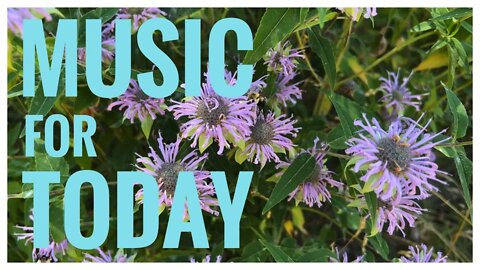 Fake wings | Wild Bergamot Flowers | Cello | Guitar |Devil's Punch Bowl C.A. |Stoney Creek, ON 🇨🇦