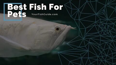 Best Fish For Pets ~ Aquarium Fish For Beginners ~