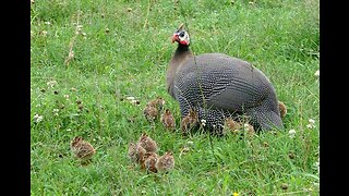 Life on Doc's Farm : Mavis Institute 🎵 🐓🦆🐝🐇🐖: Farmcore