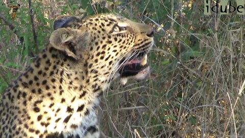 Female Leopard With An Impala She Caught