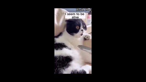 Cat funny video 🤣🤣🤣