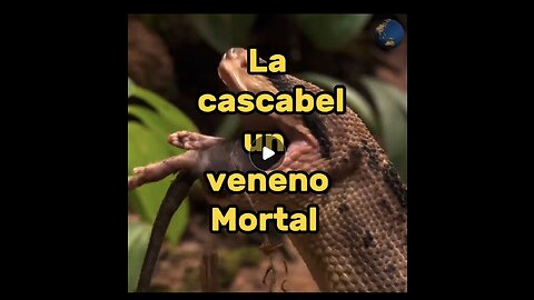 La cascabel muda tiene un veneno increíblemente mortal