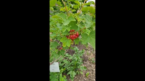 Garden and balcony tour (5 June 2022)