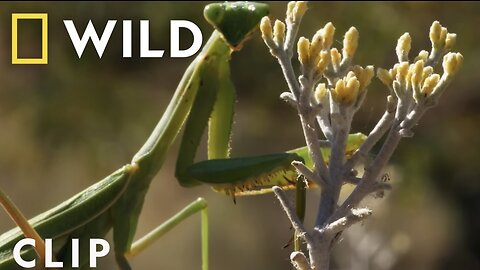 Female praying mantis chomps down on its mate I Yosemite | America's National Parks