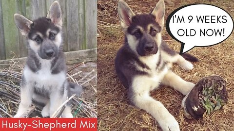 Cute Gerberian Shepsky Puppy Named Maple Eating a Treat Outside On a Windy Day (9 weeks)