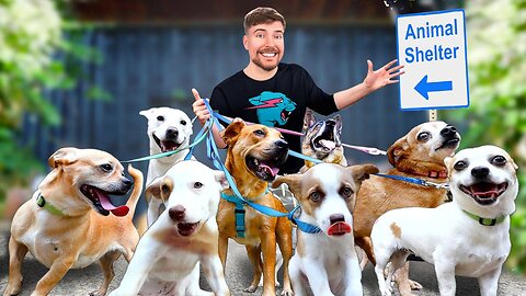 I Adopted every Dog in a Dog Shelter