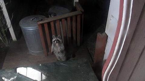 Raccoon struggles to climb table