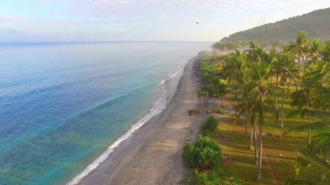 Flying Through Palm Trees Along Beach