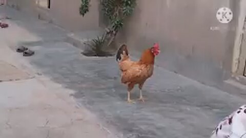 Rooster vs cat real fight