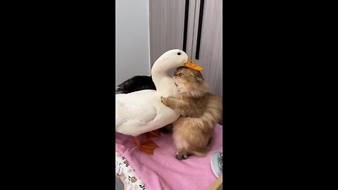 Laugh_until_my_stomach_hurts.The_Cat_and_the_Duck.