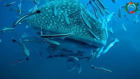 Whale Shark - Rhincodon Typus