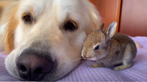 Lovely Golden Retriever has the Cutest Friends - Baby Bunnies!