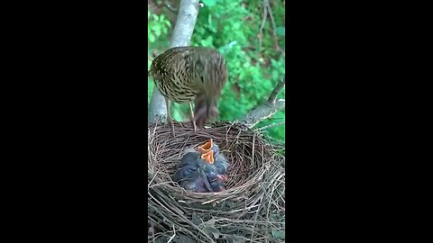 white ground thrush feeding Birds video