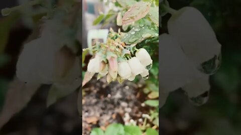 Blueberries are coming #gardening #gardeningtips #garden #gardentour