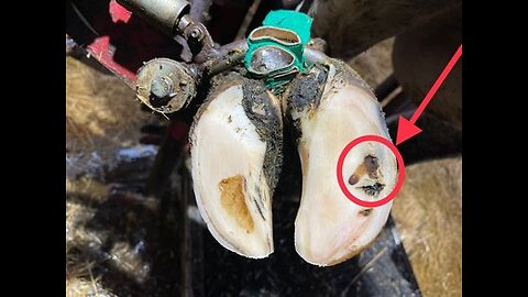 This cow's hoof problem IS NOT where it appears to be...