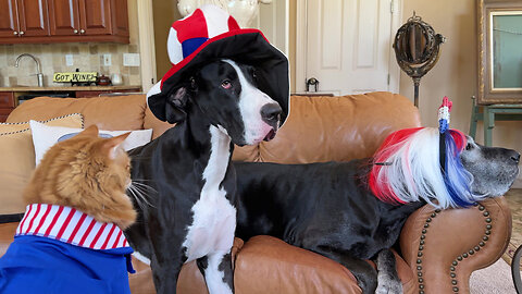 Cool cat directs Great Danes for 4th of July photoshoot