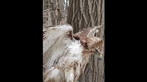 Beautiful Injured Hawk on the berm