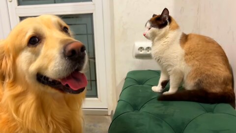 Golden Retriever Shocked by Nervous Cat [Simon tired of dog kisses]