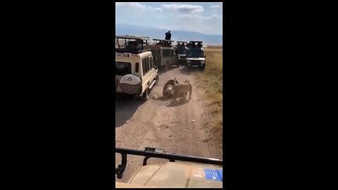 Lions hunting in front of Visitors