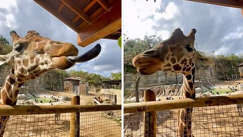 Crunchin’ with Neo Giraffe! 🥬🦒