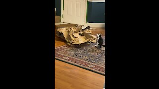 Loki plays with paper 2