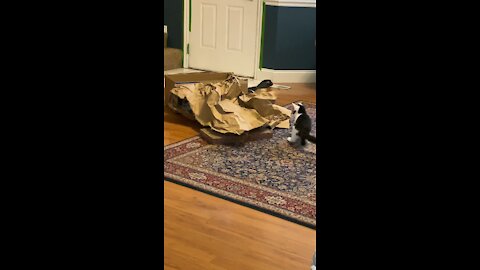 Loki plays with paper 2