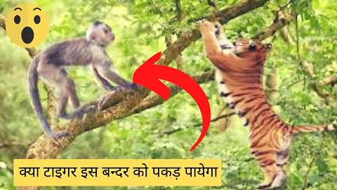 क्या टाइगर इस बन्दर को पकड़ पायेगा | Will Tiger be able to catch this monkey?