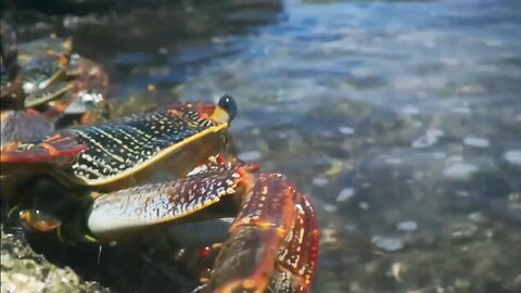 The Eagle Dies While Hunting Octopus In The Ocean