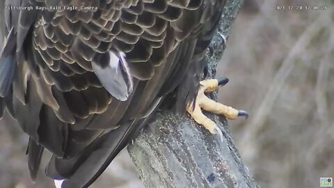 Hays Eagles Dad Talon and Wonky Feather study 2021 12 20 17 12 37 142