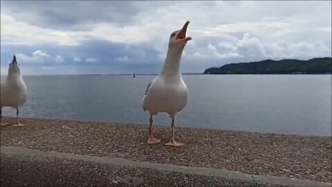 The seagulls laughed - the toad was offended