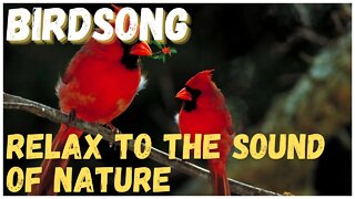 SOUND OF BIRDSONG! Take a quick rest to the sound of birdsong Relax, meditate, fall asleep!