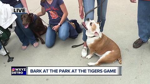 Bark in the Park at Comerica Park for the Detroit Tigers game