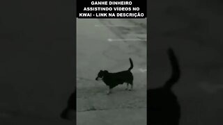 inacreditável o que esse cachorro fez 😱😱😱